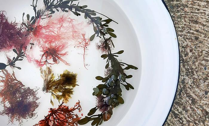 Image showing a selection of foraged seaweed being washed in a tin bowl